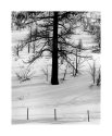 Pine and Fence