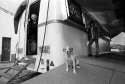 dog and people :)