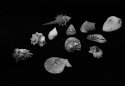 shells