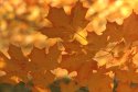 Fall Glow