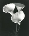 Calla Cluster