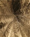 Leaf Arteries