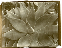 Agaves Ziatype