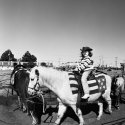 Ride 'em Cowgirl