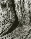 Bristlecone Pine