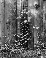 Fence, Ivy