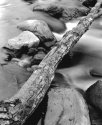Fallen Limb