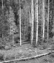 Aspens