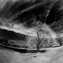 Willow In March