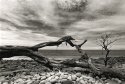 Little Barrier Island