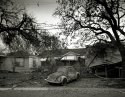 9th ward beetle