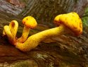 Rampant Mushroom