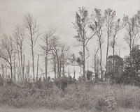 8x10#4 - Trees in line