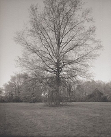8x10#5 - Tree at night