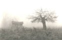 Shed and Tree