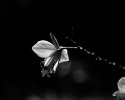 Orchid