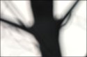 Tree Blur #3