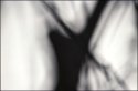 Tree Blur #1