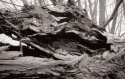 Scorched earth