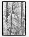 trees in snow
