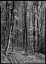 trees and dogwood