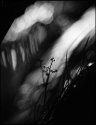 Thorn fern 24