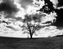 Horse & Tree