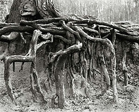 Roots (2)