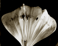 Opened Lilium Formosanum