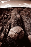 Windswept, Gabo Island