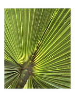 Banana Tree. Santa Cruz, Cailf