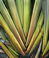 Plant Abstract 1
