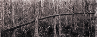 Fallen Tree, Corksrew swamp 2006