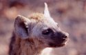 hyena puppy