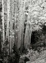 Aspen