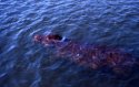 Water horse or land whale?
