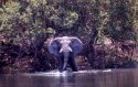 curious elephant