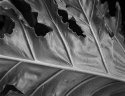 Monsteria leaf.