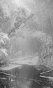 Bamboo Winter
