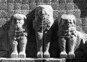 Lions