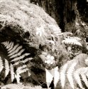 moss and fern