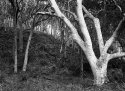 Spotted Gum forest.