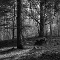 Woods
