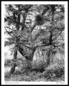 Edge of Grove