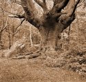 Ancient Oak
