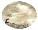 tree and clouds