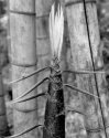 Baby Bamboo
