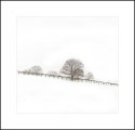 Winter Meadow and Fence