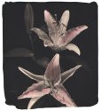 Pink Lilly