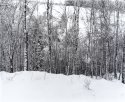 Birch in the snow